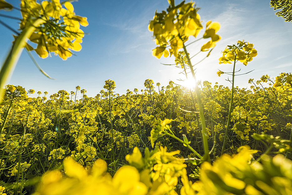 Bald erstrahlen sie im goldenen und sonnigen Gelb – die blühenden Rapsfelder in der Schweiz.