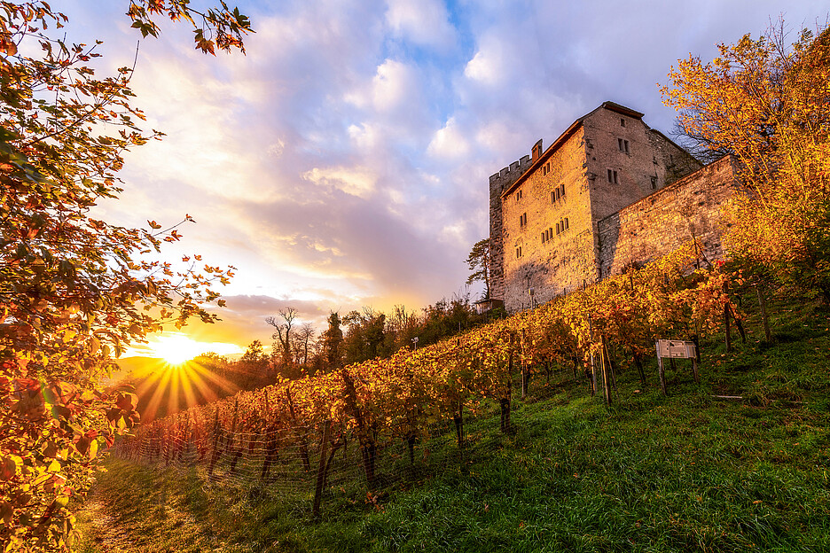 Heute umgibt ein Rebberg das Schloss Habsburg und verleiht ihm eine idyllische Atmosphäre.