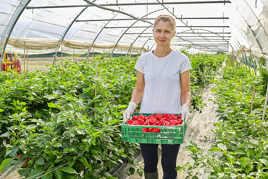 Bis zu vier Mitarbeitende der Firma Friedli Gemüse pflücken in den Monaten August und September die reifen Früchte von Hand ab.